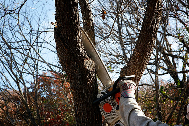 Best Tree Risk Assessment  in Pond Creek, OK